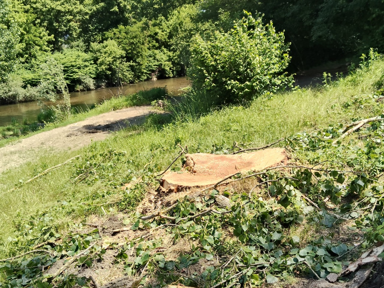 Controversia sul taglio degli alberi al Chiusella di Strambino