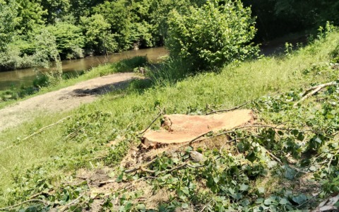 Controversia sul taglio degli alberi al Chiusella di Strambino